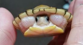 10 cuccioli tiramisu che non fanno ingrassare (FOTO)
