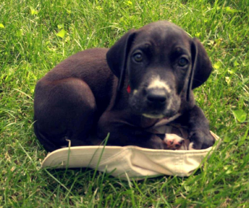 cucciolo in un prato