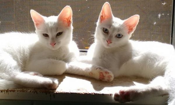 due gatti di tre mesi
