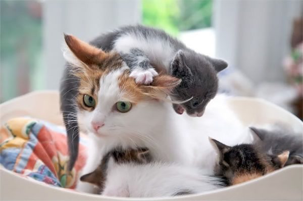 gatta con gattino in testa