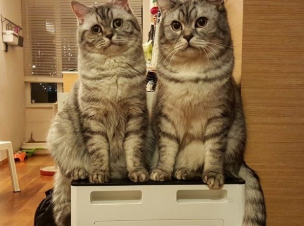 gatti sul condizionatore