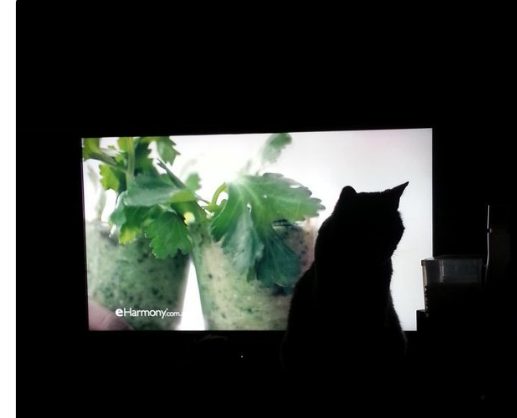 gatto davanti tv