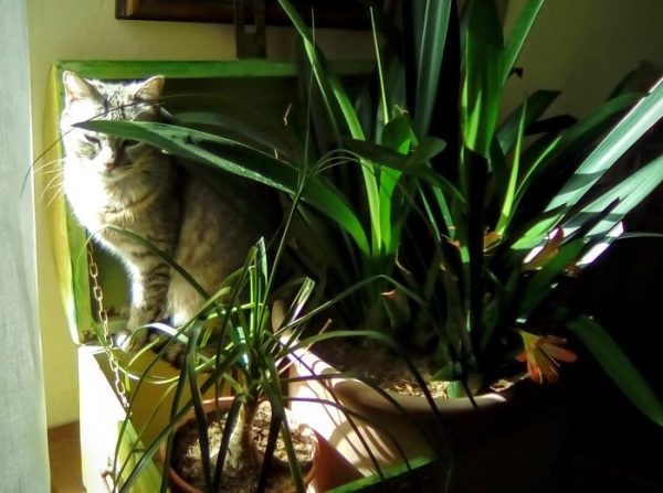 gatto dietro piante