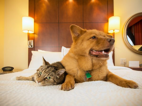 Pets, lusso e coccole da vip in hotel a Cortina