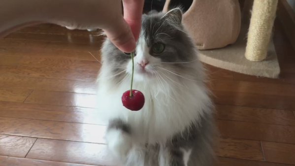 Il gattino che incontrò una ciliegia (VIDEO)