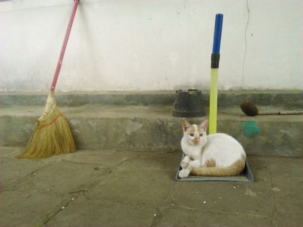 gatto in un raccoglipolvere