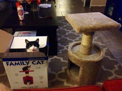 gatto in una scatola