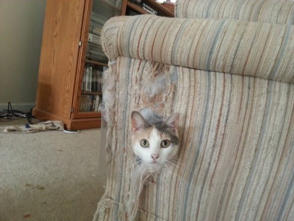 gatto incastrato in un divano