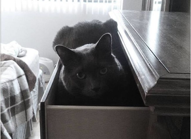 gatto nero in un cassetto