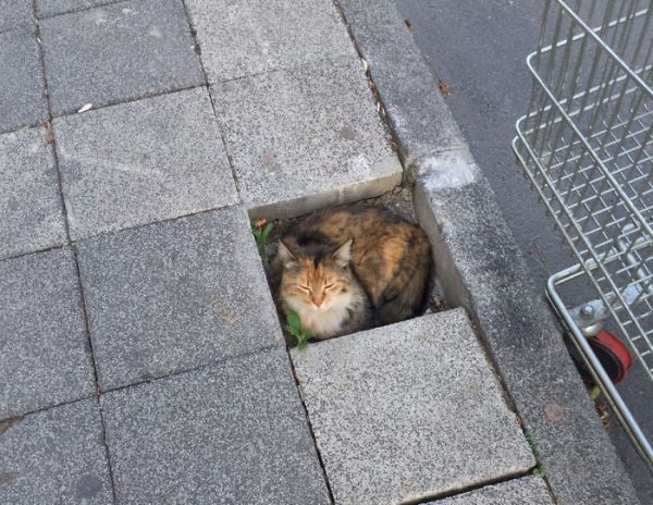 gatto per strada