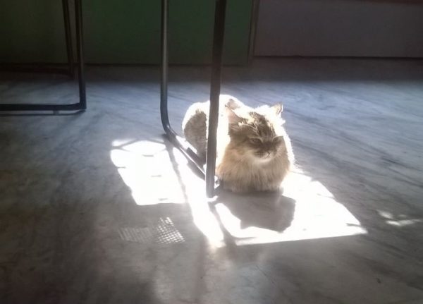 gatto seduto sul pavimento