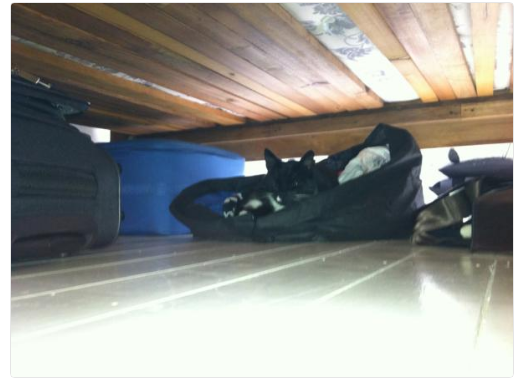 gatto sotto il letto