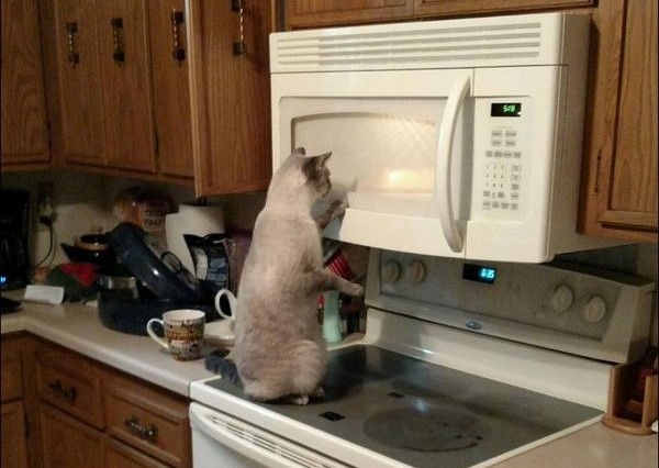 gatto sulla cucina