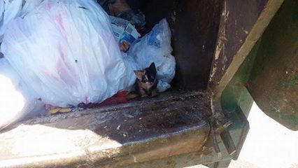 Gattino gettato tra i rifiuti