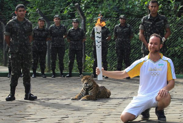 Juma, il giaguaro soppresso causa Olimpiadi (VIDEO)