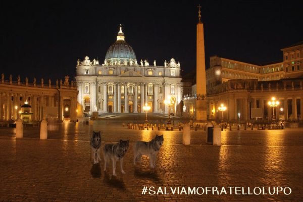 Lupi in piazza san Pietro per essere ricevuti dal Papa