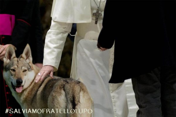 Lupi in piazza san Pietro per essere ricevuti dal Papa