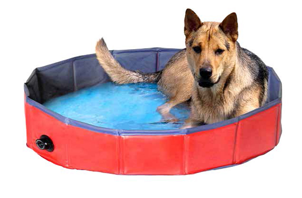 piscina cane