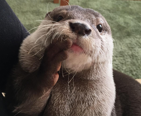 primo piano lontra