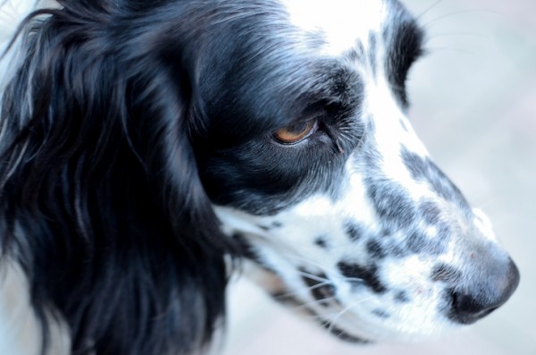 cane paura temporale