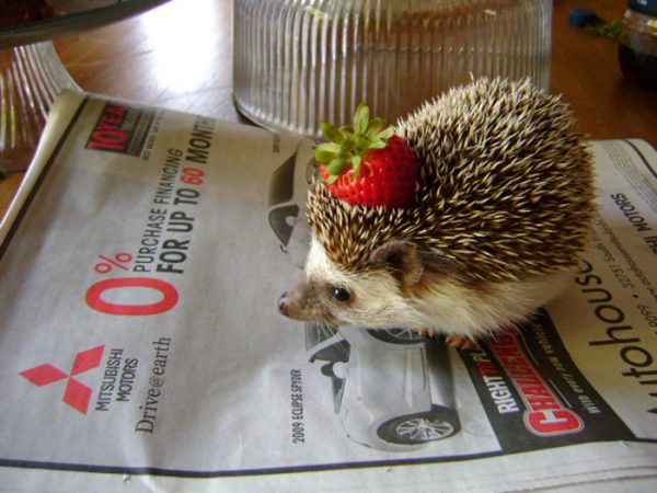 riccio con fragola in testa