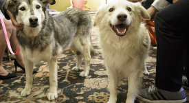 Stella e Fiocco, cani anziani ricevuti alla Camera