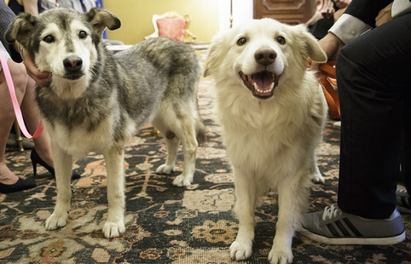 Stella e Fiocco, cani anziani ricevuti alla Camera