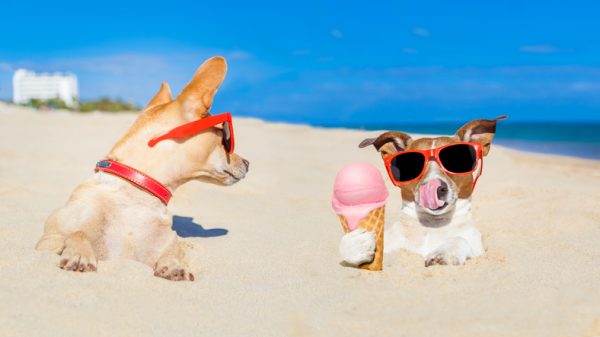 gelati, ricette, cani, 10 cani che amano il gelato (FOTO)