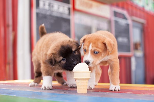 10 cani che amano il gelato (FOTO)