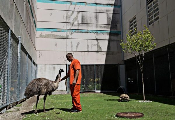 Emu uomo e tartaruga