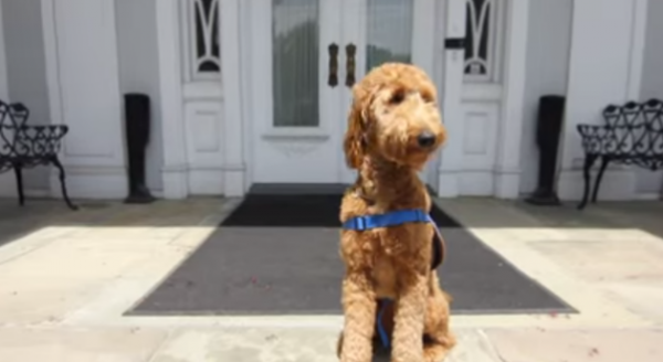 Lulu, un cane terapeuta ai funerali (VIDEO)