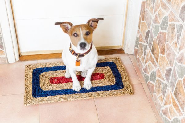 Jack Russell, mini dog, cani di piccola taglia, cane si morde la coda che fare