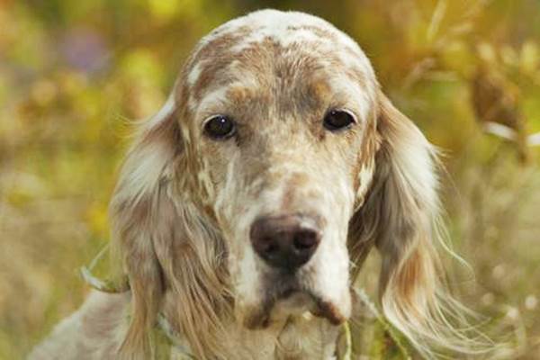 prima gravidanza cane età rischi