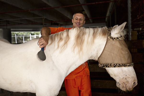 Uomo spazzola cavallo