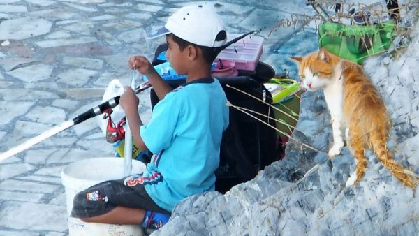 Il gatto pescatore di frodo (VIDEO)