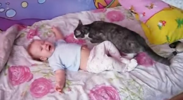 Il gatto camomilla del bebé disperato (VIDEO)