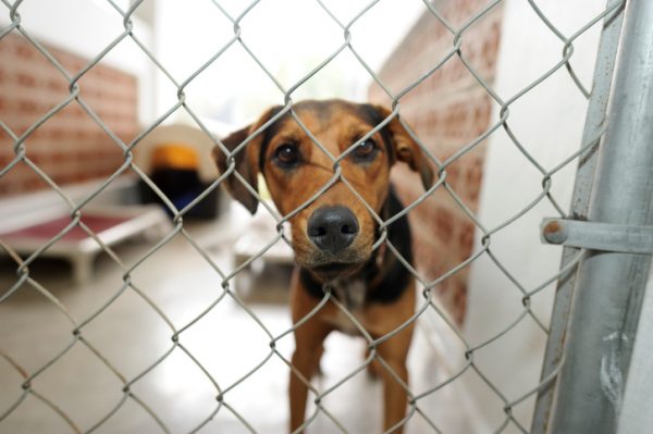 Cane abbandonato in metropolitana