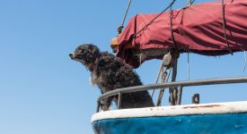 10 cani in barca (FOTO)