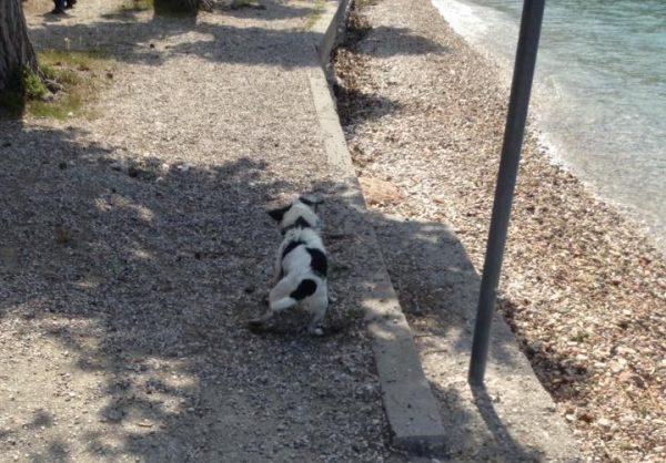 Cani, un sindaco gli vieta di fare la pipì