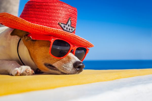 10 cani, tipi da spiaggia indimenticabili (FOTO)