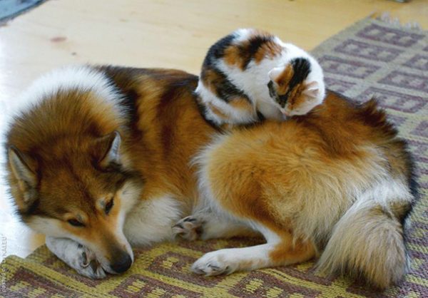 cane con gatto sulla schiena