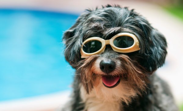 10 cani super amici dell'acqua (FOTO)