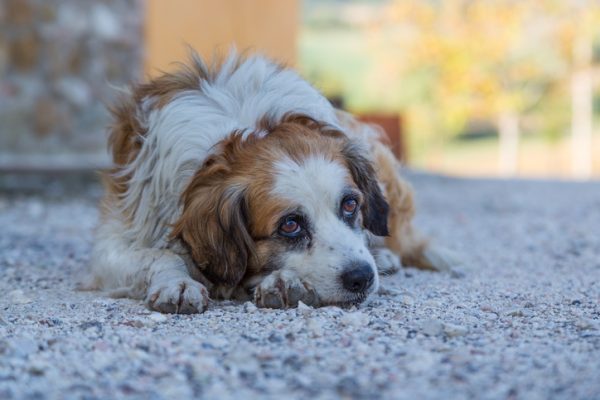 Abbandono pets, l'appello dei veterinari di Milano