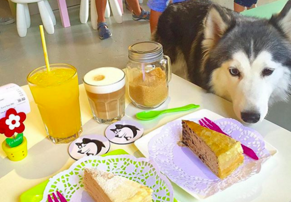 cane e dolci