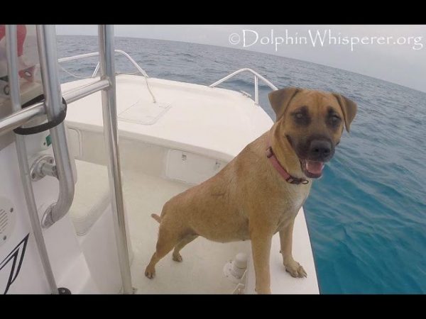 Sandy, il cane che incontrò i delfini (VIDEO)