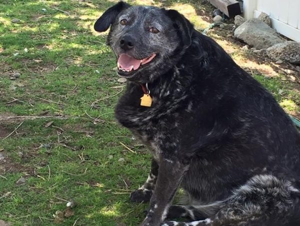 cane in giardino