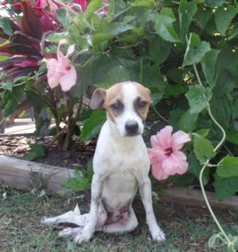 cane malato lasciato a morire