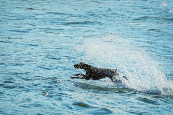 10 cani che amano saltare all'aria aperta (FOTO)