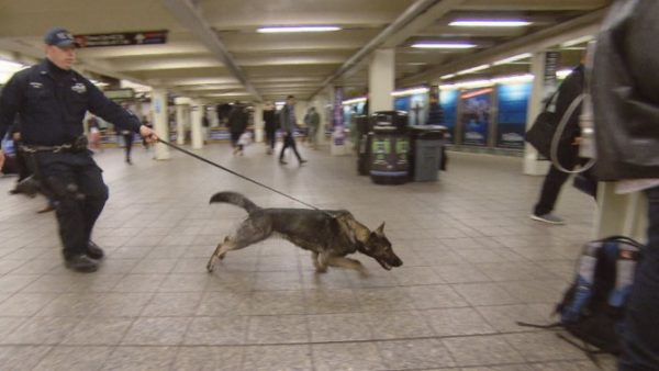 Speciali cani antibomba a New York per il 4 luglio (VIDEO)