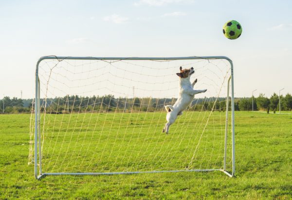 Funny soccer football goalie keeper saving a goal